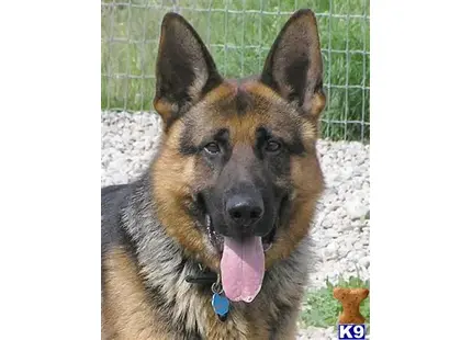a german shepherd dog with its tongue out